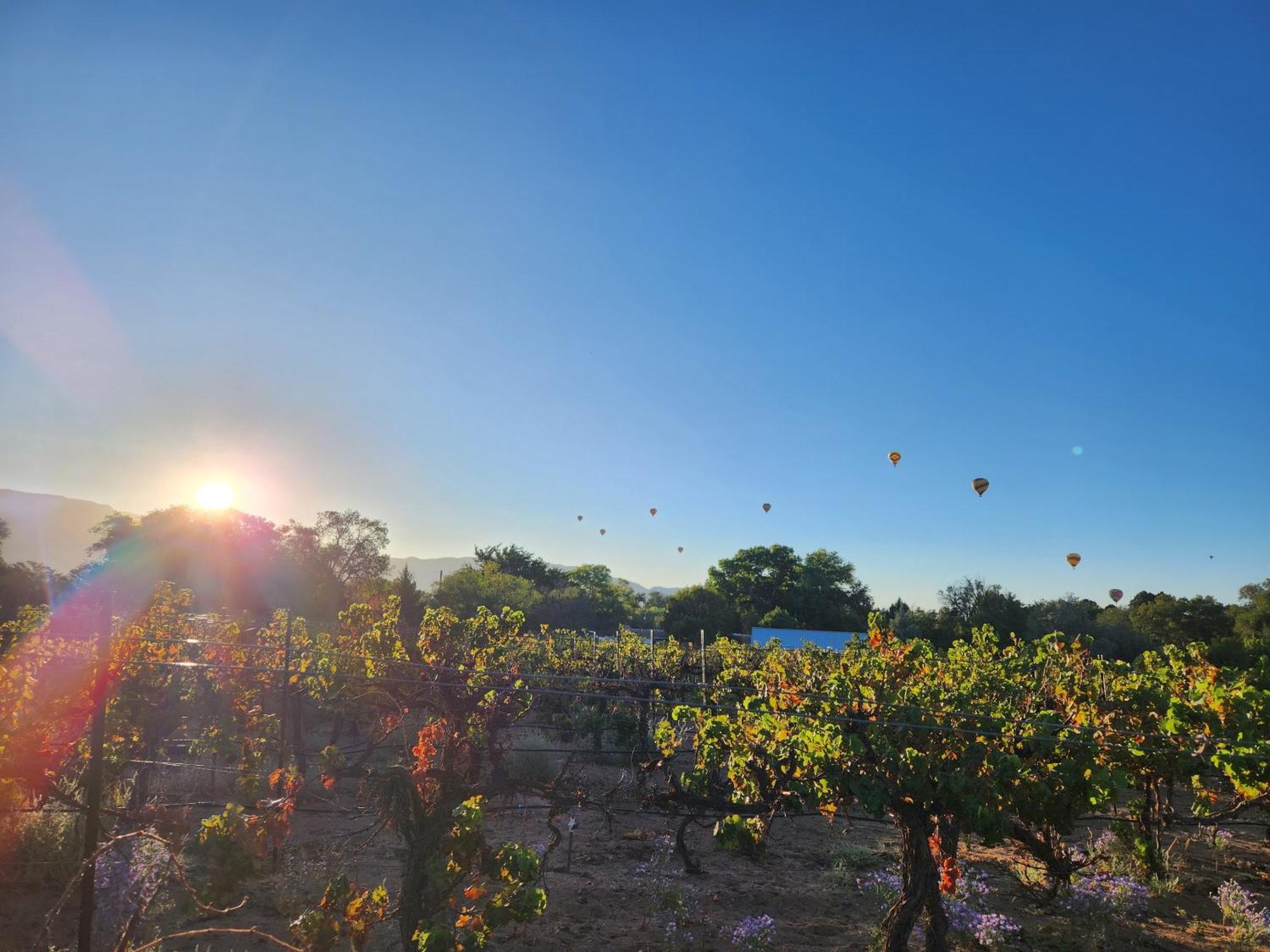 Red Mountain Manor Vineyard And Guesthouse Rio Rancho Extérieur photo